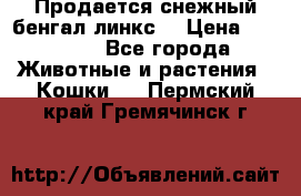 Продается снежный бенгал(линкс) › Цена ­ 25 000 - Все города Животные и растения » Кошки   . Пермский край,Гремячинск г.